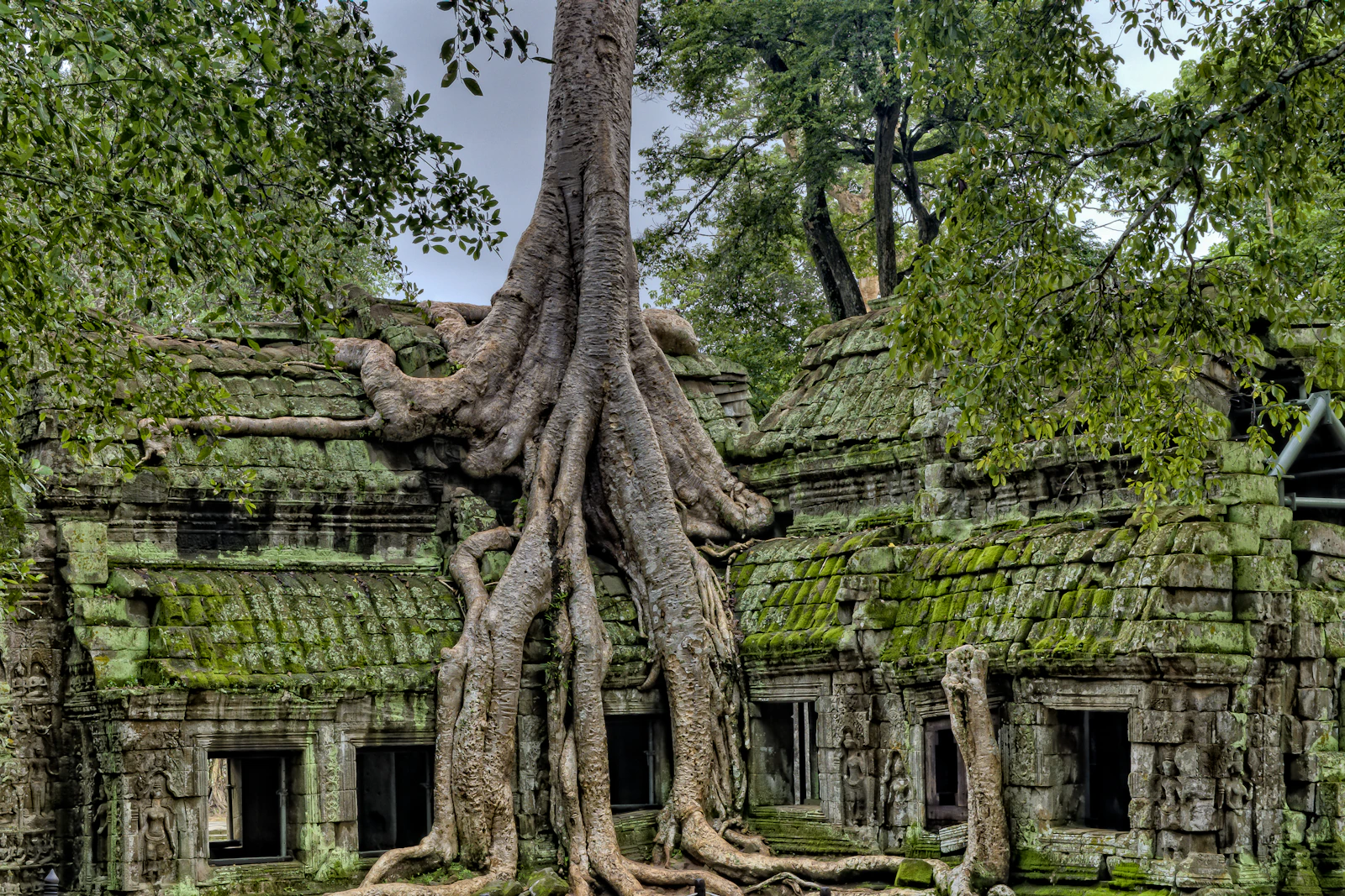 Temple d'Angkor envahi par les racines de fromagers à Siem Reap