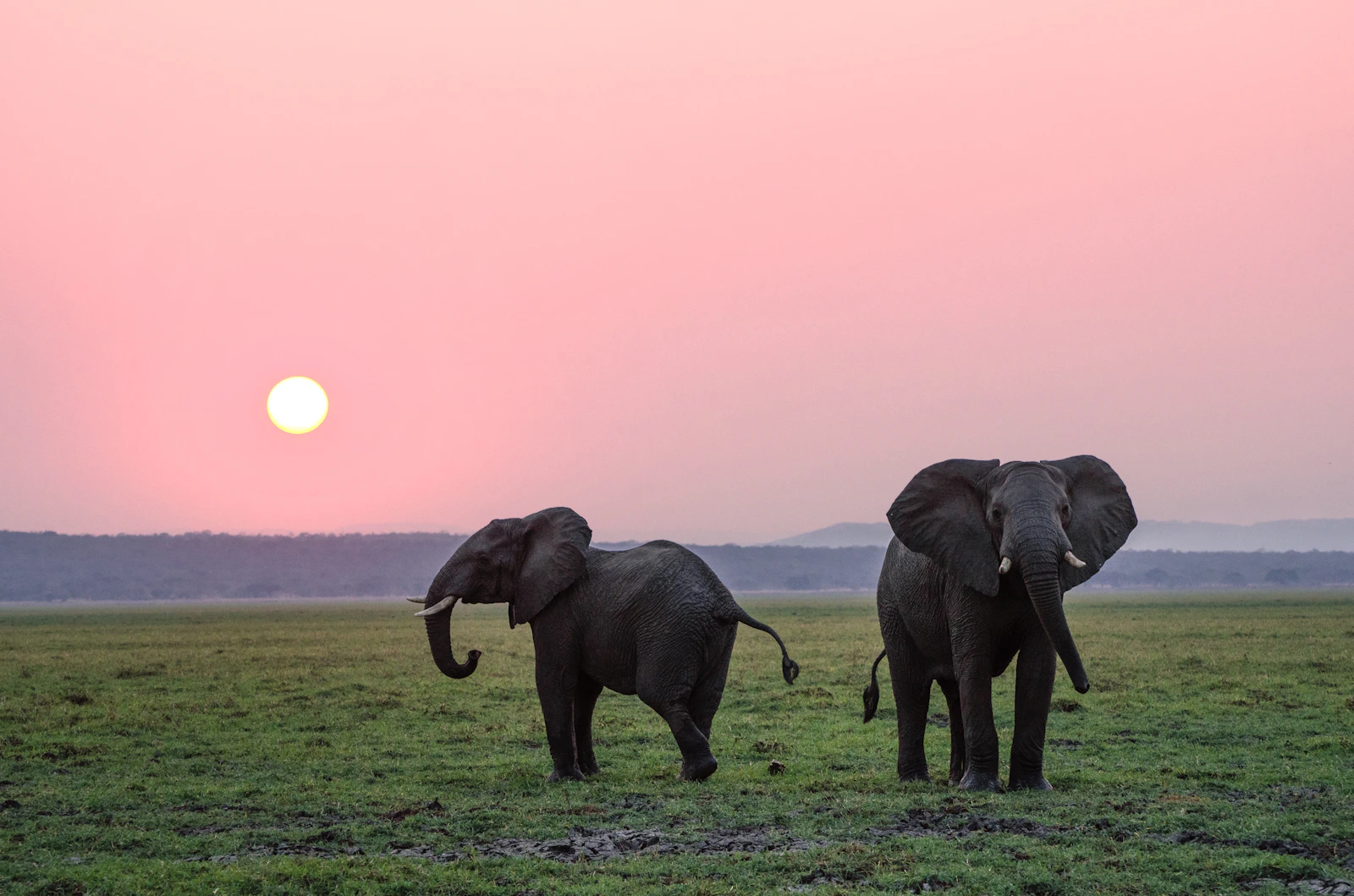 Deux éléphants dans la savane du Kenya au coucher du soleil