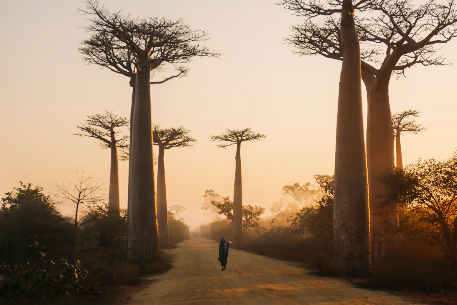 Allée des baobabs près de Morondava, Madagascar, en plein jour