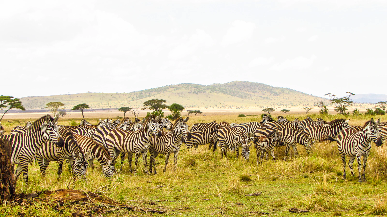 Zèbre dans la savane du Serengeti au lever du jour