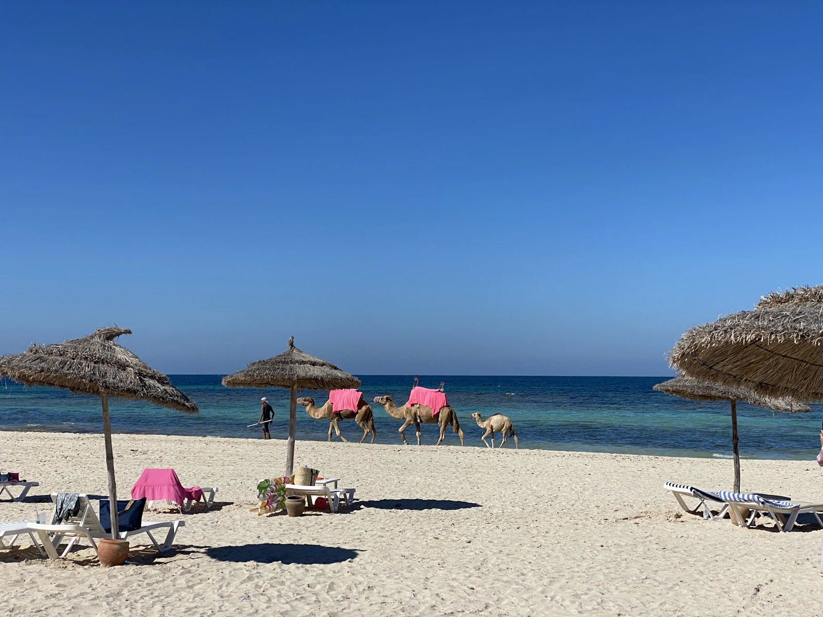 Plage de sable blanc de Djerba bordée de palmiers