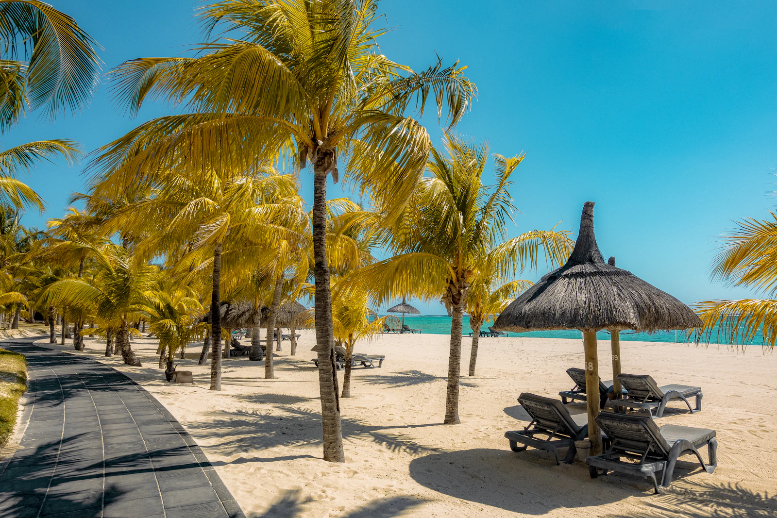 Cocotier sur le rivage du nord de Maurice
