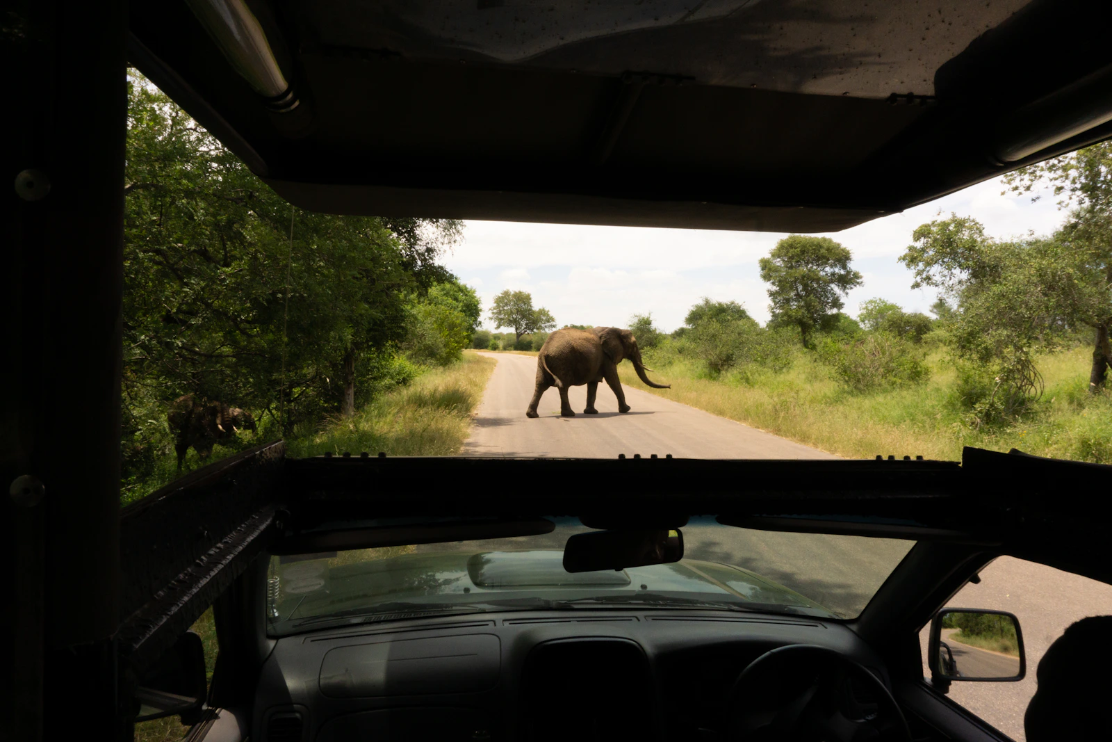 Éléphant traversant la route devant un véhicule de safari dans le Kruger