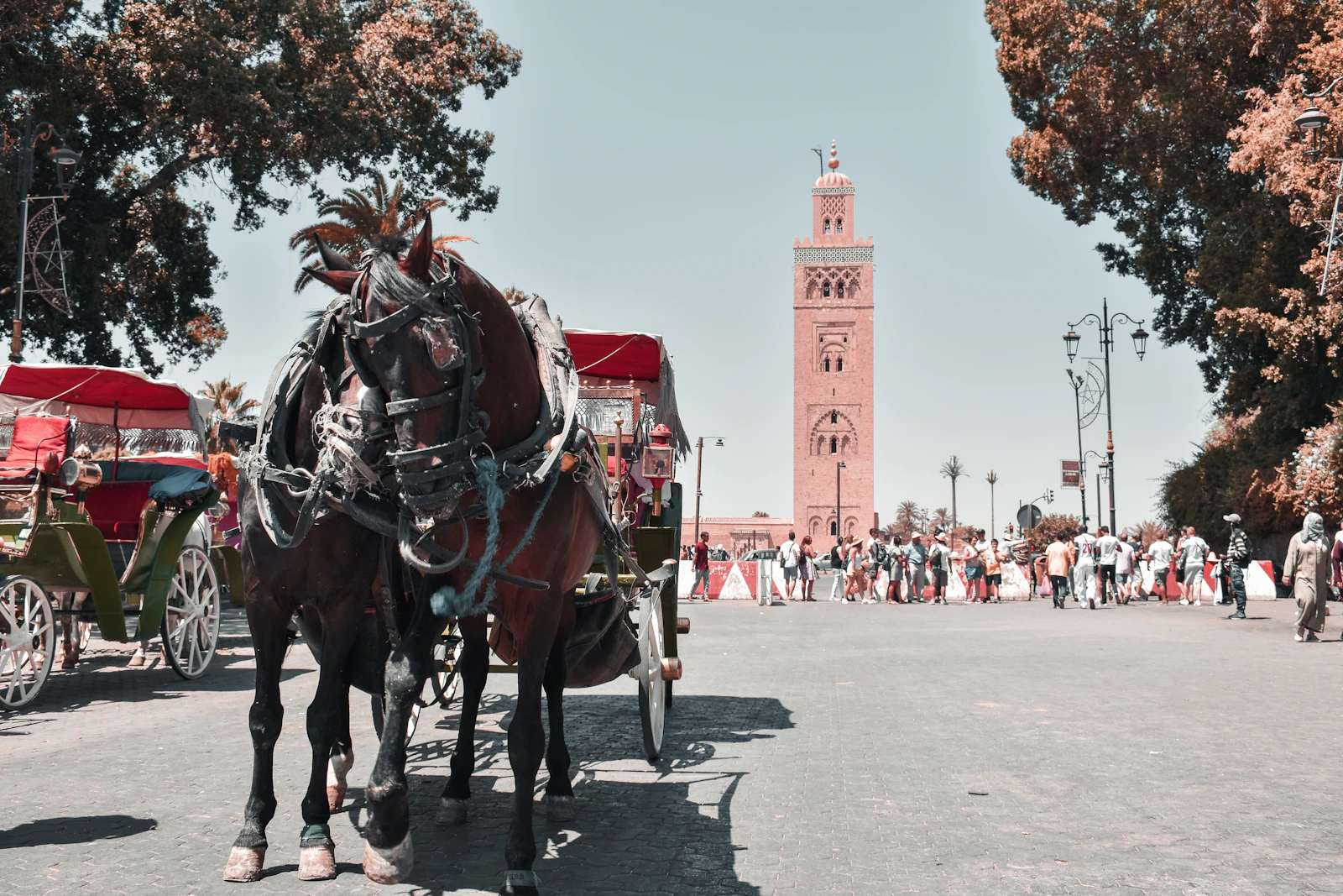 Cavaliers traversant la médina rouge de Marrakech au coucher du soleil