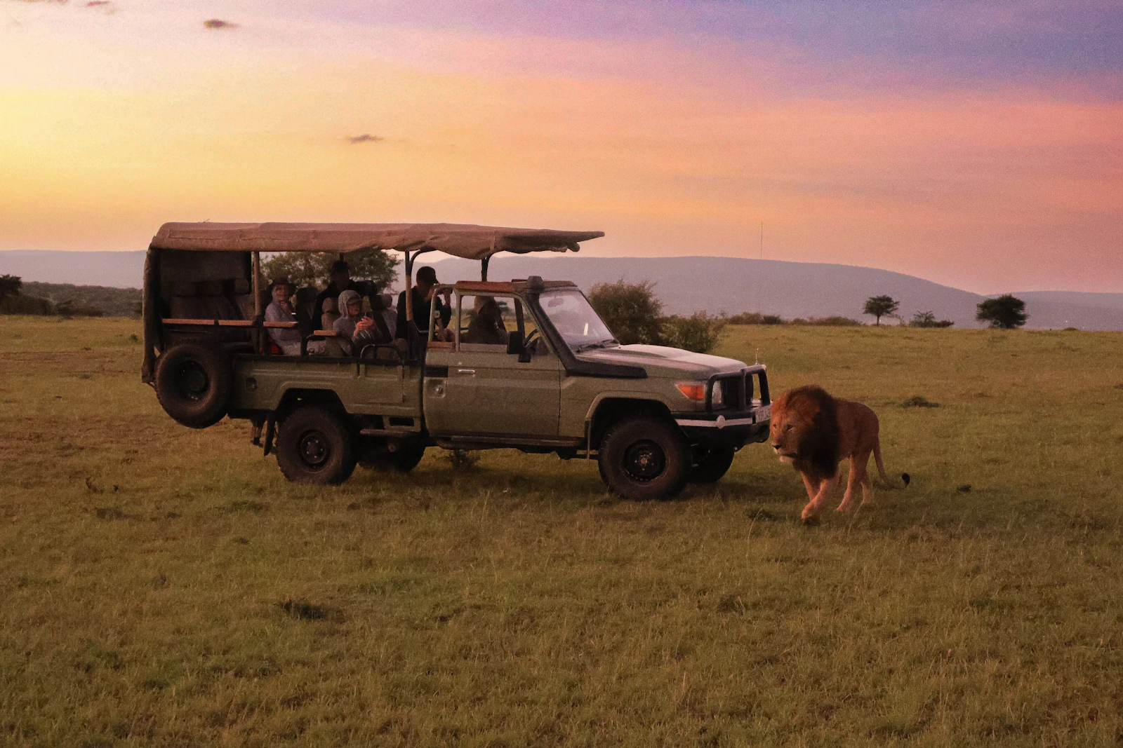 Véhicule de safari face à un lion dans la savane du Masai Mara