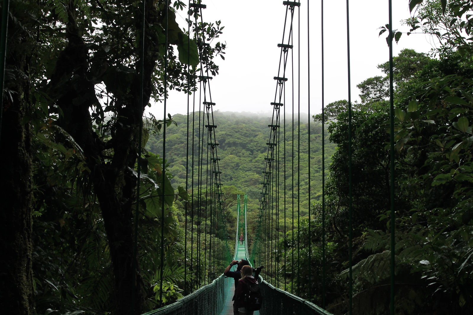 Pont suspendu dans la canopée de la forêt de nuages de Monteverde