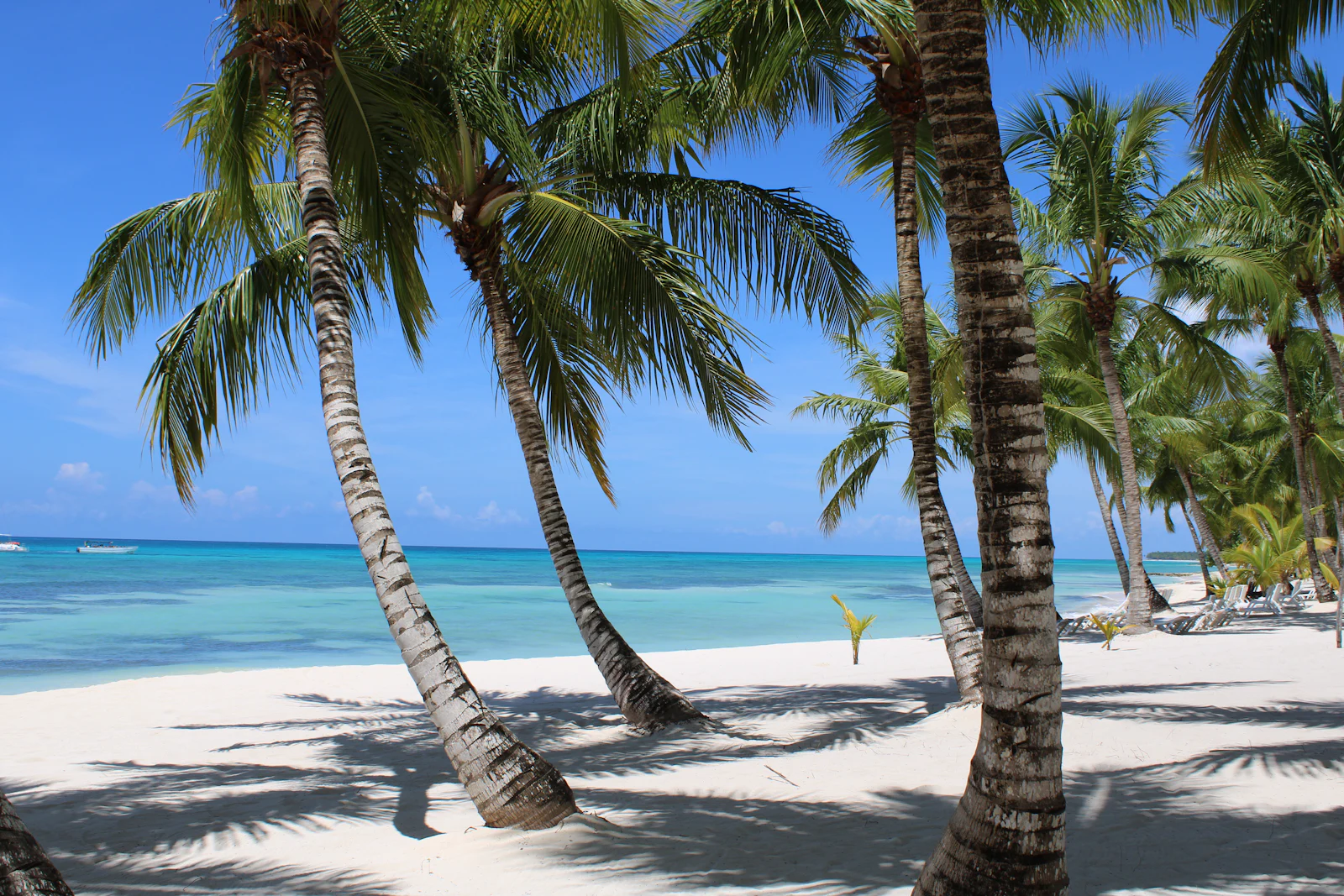 Cocotiers penchés sur la plage de sable blanc de Punta Cana