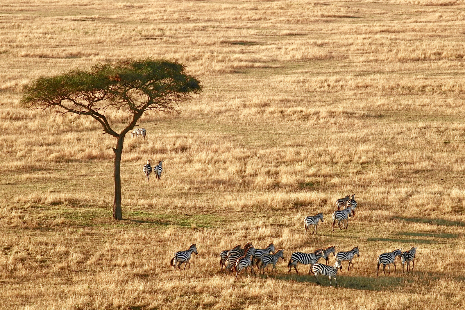 Troupeau de zèbres au pied d'un arbre dans la savane du Serengeti