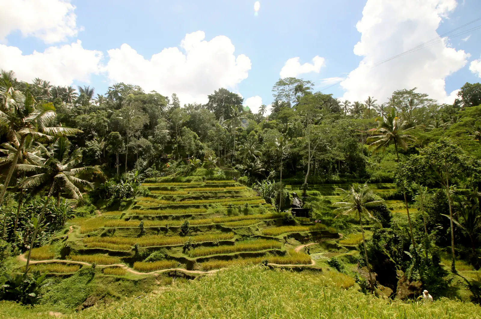 Rizières en terrasse verdoyantes autour d'Ubud à Bali
